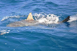 Feeding bull shark