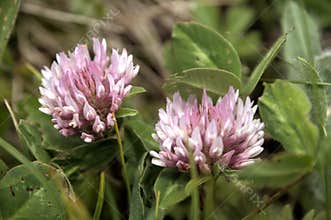 Red Clover Anthyllis vulneraria alpestris on the meadows of Malbun, Liechtenstein