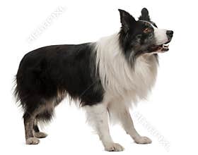 Border Collie standing