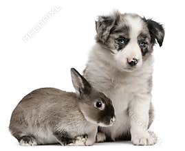 Blue Merle Border Collie puppy and a rabbit
