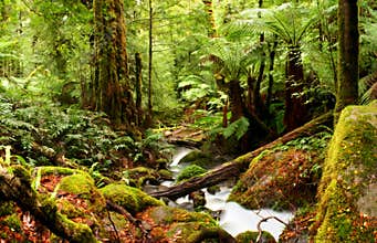 Ancient Rainforest