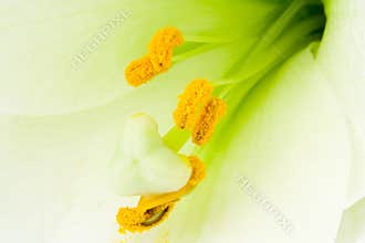 Inner life of a white Lily Lilium, Liliaceae blossom. Close-up of stamens and carpels