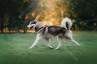 Happy siberian husky dog walking on a leash in summer
