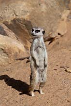 Meerkat standing sentinal at the zoo