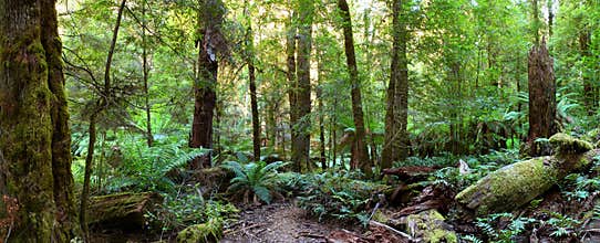 Rainforest Panorama