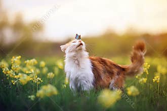 Blue butterfly came and sat on the nose a cute furry cat on a summer Sunny blooming meadow