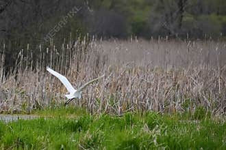 Great White Egret Flying Near Wetland