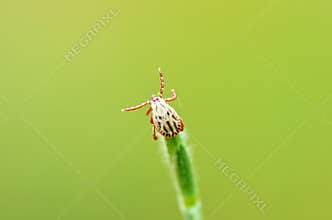Ixodidae hard tick sitting on grass tip in green background