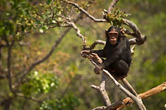 Chimpanzee