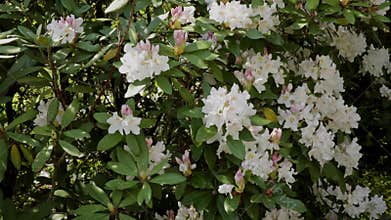 Flowering rhododendron in park when spring time is coming.
