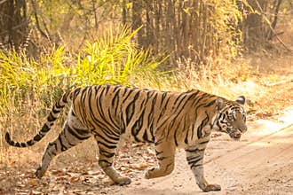 Female Tiger with ferocius look at Bandhavgarh National Park crossing its territory