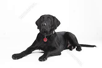 Cute lying black dog