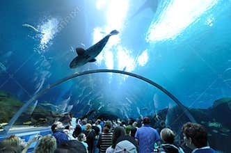 Georgia Aquarium Tunnel