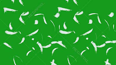 Falling feathers with green screen background