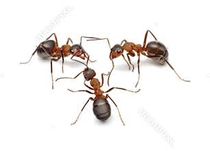 Ants connecting with antennas to create network