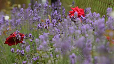 Butterflies in the lavender flowers