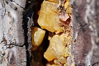Yellow resin of pine tree