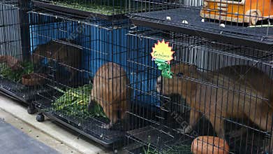Capybaras in small cages on market. Adorable capybaras trapped in small cages in pet section of Chatuchak Market in