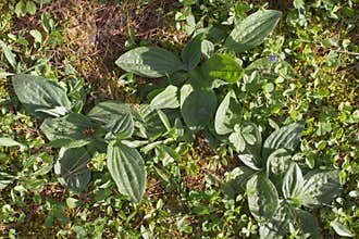 Ribwort or plantain with weed for biodiversity and sustainable gardening