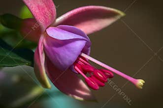 Colourful Fuchsia Flower