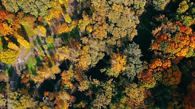 Aerial shot of a country road with good asphalt, surrounded by beautiful colorful autumn trees of dense forest in fall