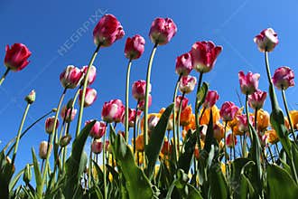 Flowers Gardens With Blooming Sweet Tulips