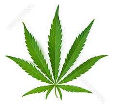 Cannabis leaf