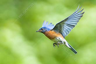 Male Bluebird in Flight