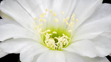 White Colorful Flower Timelapse of Blooming Cactus Opening