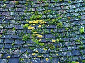 Overlapping dark terracotta roof tiles covered in green moss and algae