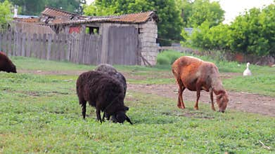 Sheep and geese in the countryside. The General plan
