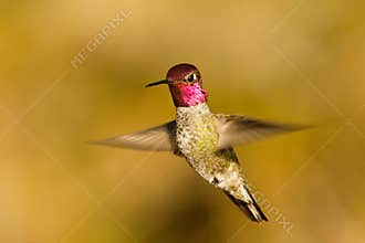 Anna's Hummingbird