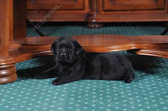 Little puppy lies under the table