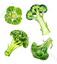 Broccoli Cabbage Brassica oleracea var.Italica, watercolor painting