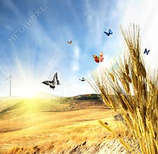 Wheat