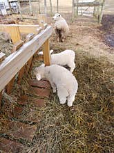 Farm small animals baby sheep