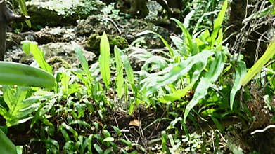 Tropical Plants, Trees, Shrubs, Greenery in Greenhouse, Conservatory, Close-up