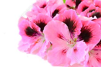 Pink geranium flowers