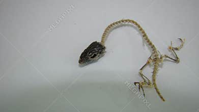 Lizard skeleton Lizard skeleton on a white background. Dead animals, animal Veterinary medicine Veterinarian exotic Veterinarian w