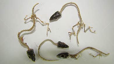 Lizard skeletons on a white background. Dead animals, animal lizard carcass Veterinary medicine Veterinarian exotic Veterinarian w