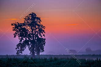tree in a mist colourful dawn sky