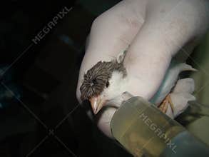 Veterinary drop vaccine to canary for prevent poultry diseases  Avian influenza is highly pathogenic avian influenza HPAI bird flu