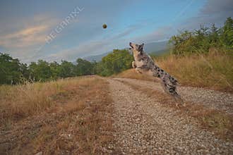 Dog traininig with tennis ball