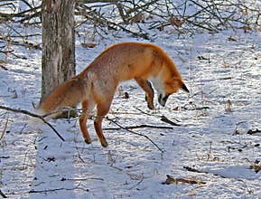 Red Fox is Hunting 1