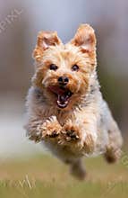 Yorkshire terrier