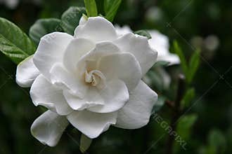 Gardenia Bloom