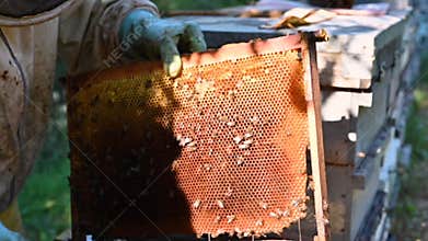 Beekeeper on apiary. Beekeeper is working with bees and beehives on the apiary. Close-up view of beekeepers hands at