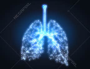 Human lungs with bronchi and pulmonars alveoli, conceptual artwork