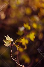 Autumn leaves on sun. Fall dark blurred background