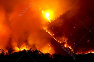 Forest fire